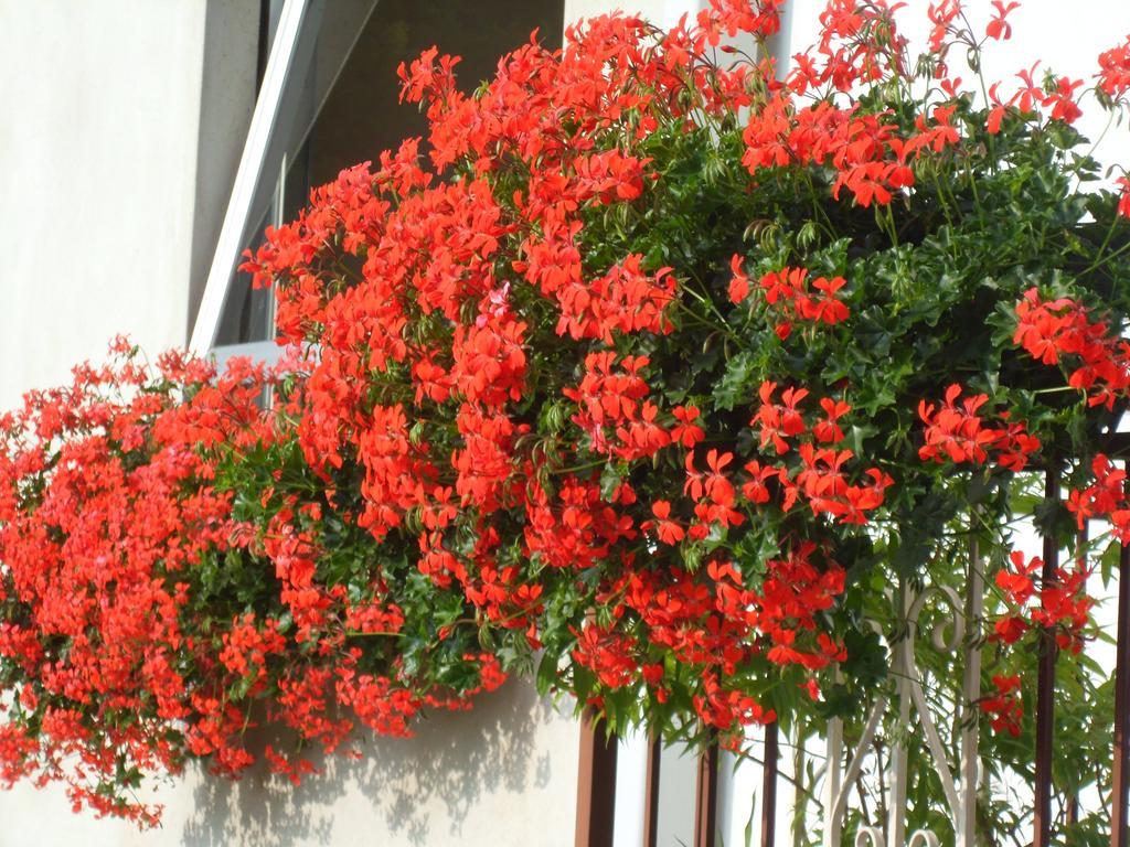 Albergo Ristorante Regina Bognanco ภายนอก รูปภาพ
